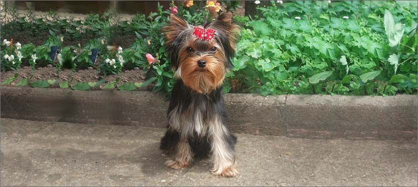 Wie Viel Kostet Ein Yorkshire Terrier Was kostet ein Yorkie - Was kostet ein Yorkie